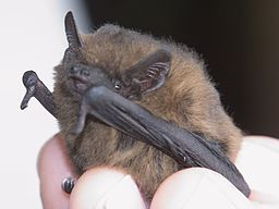 Bat Rescue talk from Wildwood
