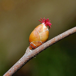 Flower of the Hazel