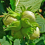 Nut of the Hazel